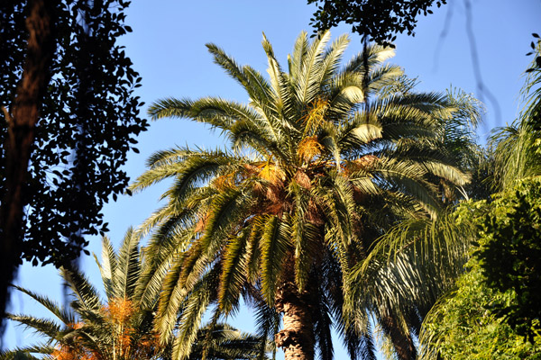 Palm trees, Jardin d'Essai du Hamma