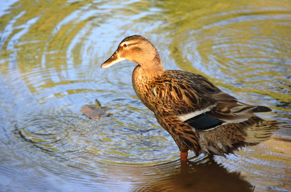 Duck in the late afternoon sun, Jardin d'Essai