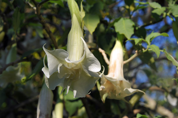 Jardin a la Franaise