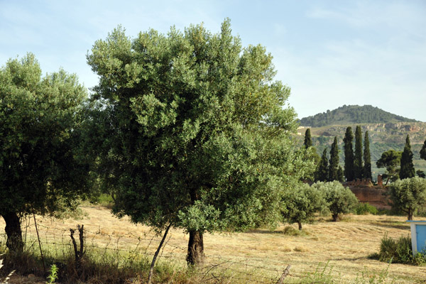 Olive trees outside of the mosque, Mansourah