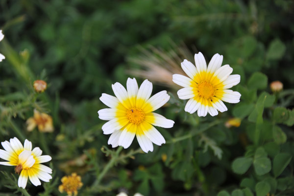 Wild flowers, Mansourah