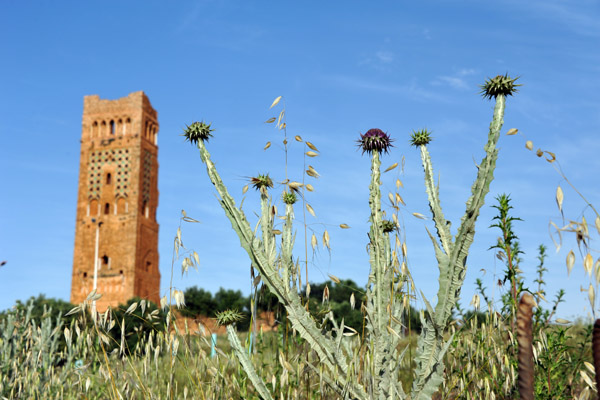 Thistle with the Great Minaret of Mansourah