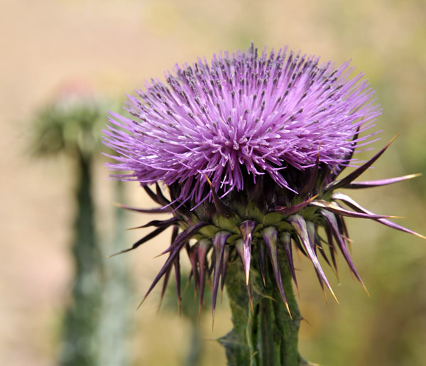 Thistle - Algerian wildflower