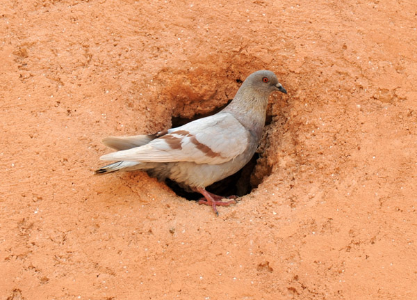Pigeon Hole, Tlemcen