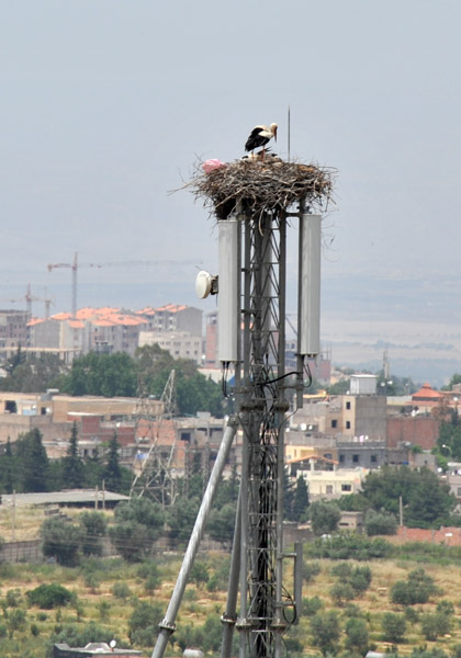 Stork nest on an antenna