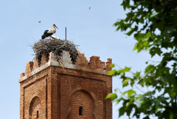 White Storks migrate between breeding ranges in Europe and North Africa and wintering grounds farther south