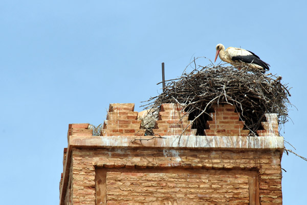 Stork nests on minarets are a common sight in northern Algeria