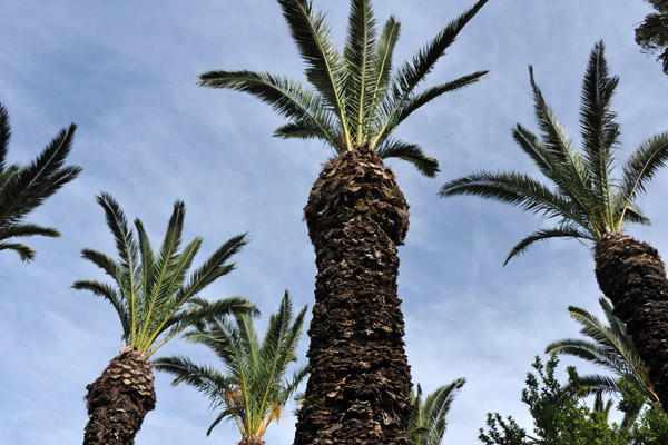 Palms in the garden of Htel Les Zianides, Tlemcen