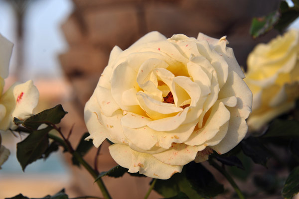 Roses at the Renaissance, Tlemcen