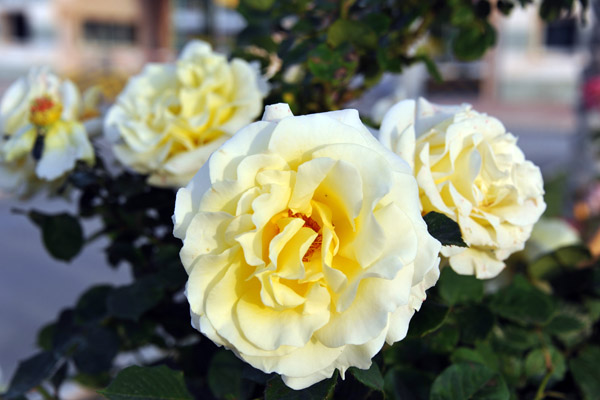 Roses at the Renaissance, Tlemcen