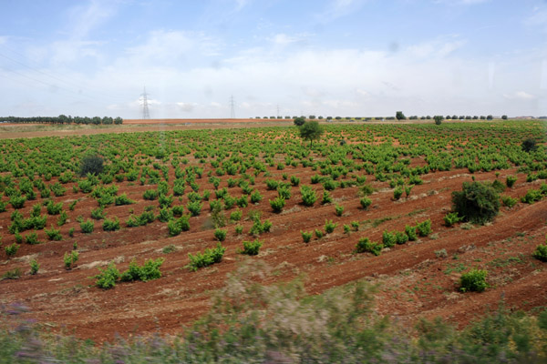 Algerian farmland