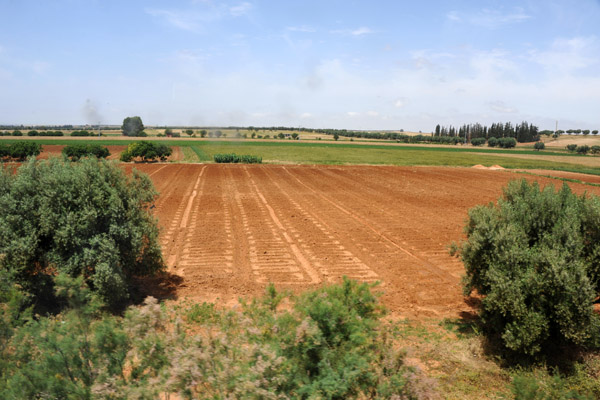 Algerian farmland