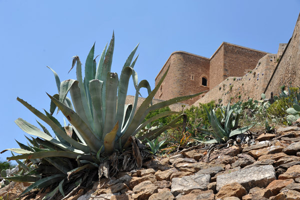 Aloe plant on the rocky slopes beneath Fort Santa Cruz
