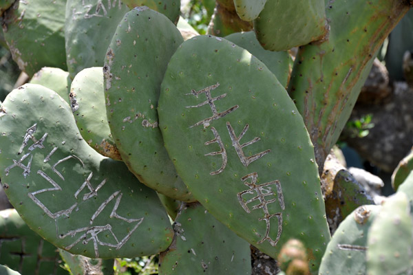 The Chinese have been here - graffiti on a prickly pear cactus near Fort Santa Cruz