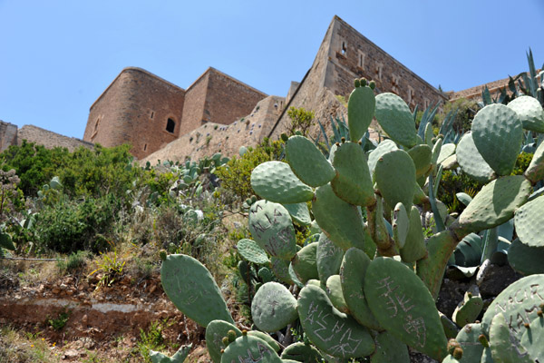 Prickly pear cactus, Fort Santa Cruz