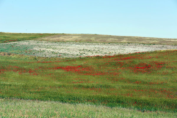 Field of red wildflowers
