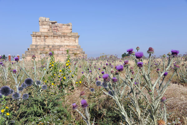 Wild flowers on the grounds around the Tomb of Massinissa