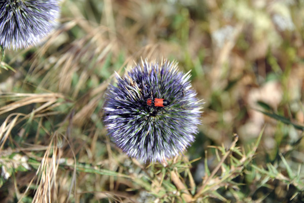 Bug on a plant