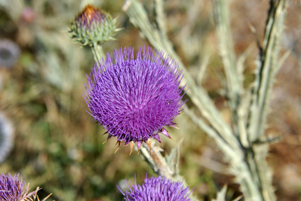 Wildflowers