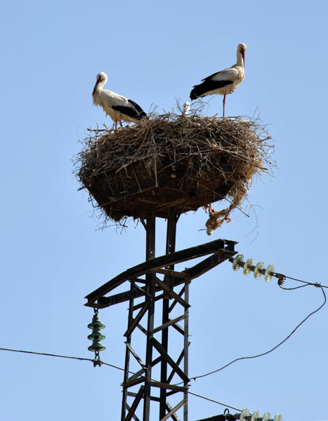 Stork nest on top of a transmission line tower