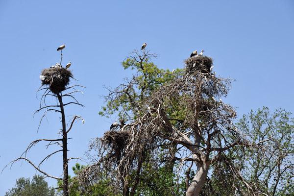 The only stork nests that I saw that weren't on man-made towers