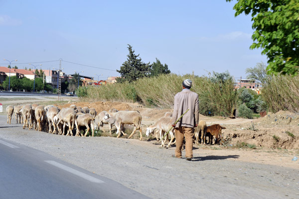 Flock of sheep along the road, Batna