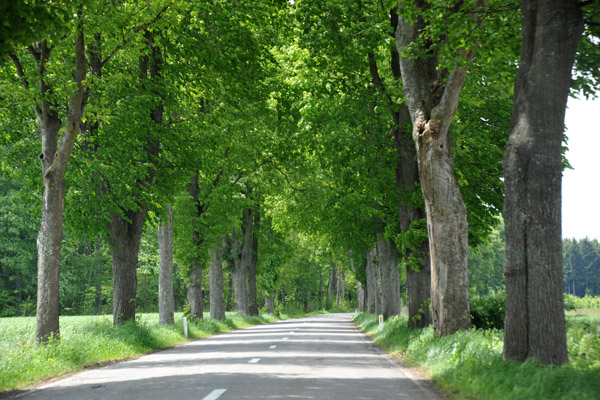 Tree lined Ardennes Eifel Tourist Route heading to Orval