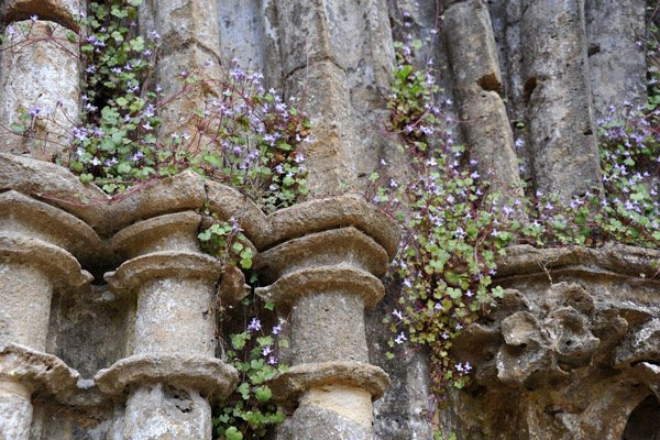 Vines browning on the ruins of the Abbey of Orval