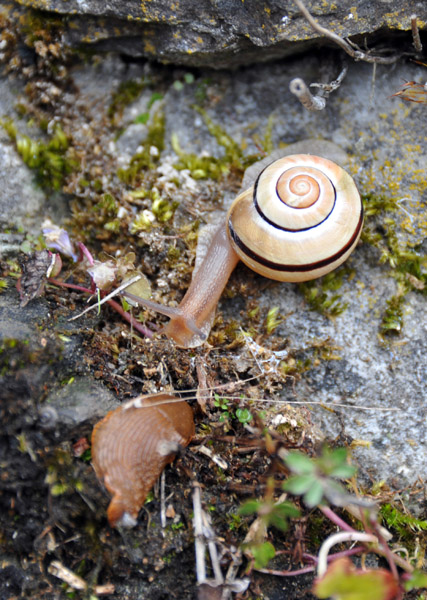 Snail, Bouillon