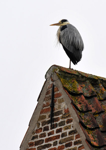 Heron roosting on a rooftop at the Begijnhof, Bruges