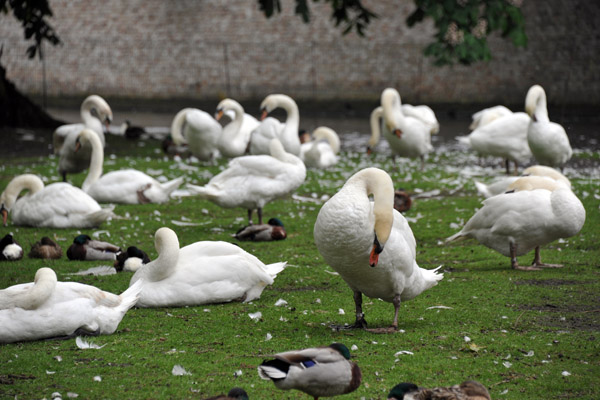 Swans and ducks, Wijngaadplein, Brugge