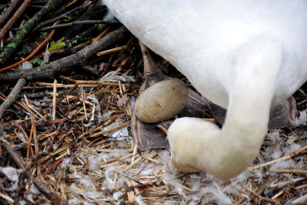 Swan protecting her egg, Wijngaadplein