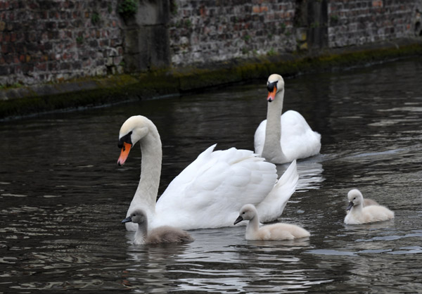 Swans and cygnet, Spinolarei, Brugge
