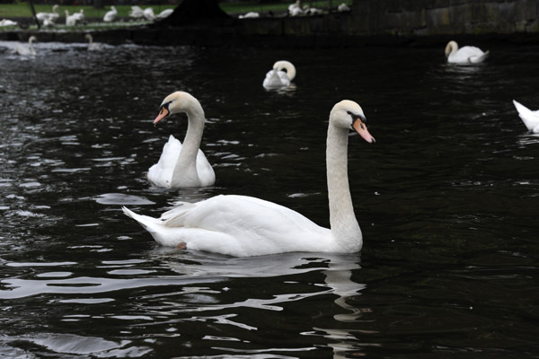 Swans on the canals of Bruges
