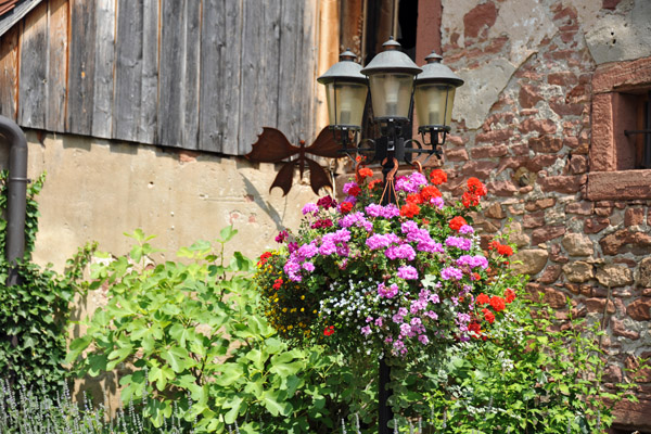 Flowers in the courtyard of the Stadtschlo