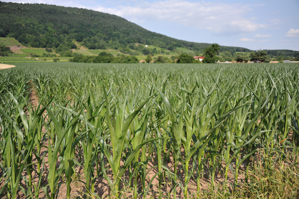 Cornfield between Großheubach and Miltenberg