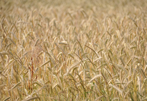 Amber waves of Grain