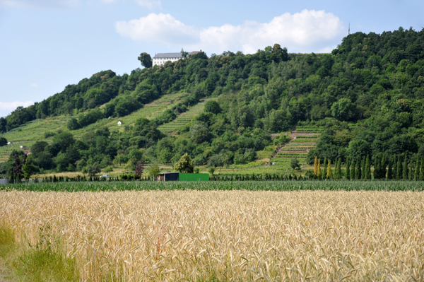 Fields and vineyards beneath Kloster Engelberg