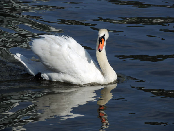 Swan swimming on the River Main