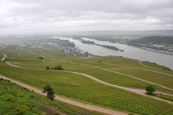 Vineyards beneath the Niederwalddenkmal, Rdesheim am Rhein