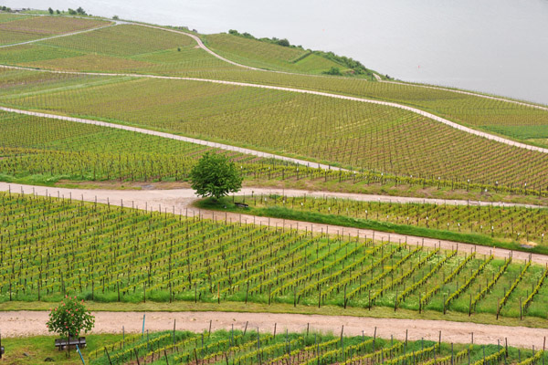Vineyards beneath the Niederwalddenkmal, Rdesheim am Rhein
