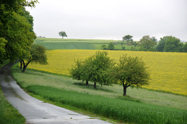 Rapsfelder