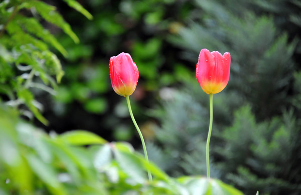 Spring Tulips, Cochem