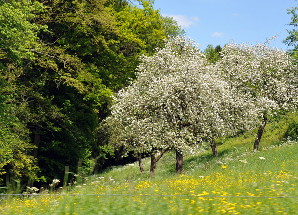 Springtime, Eifelkreis Bitburg-Prm