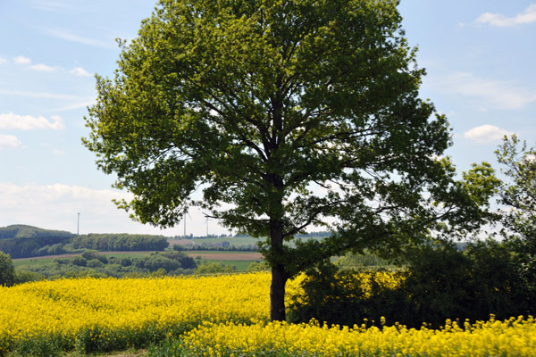 Rapeseed fields outside of Bitburg