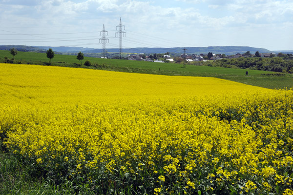 Rapeseed Fields, Eifelkreis Bitburg-Prm, Rheinland-Pfalz