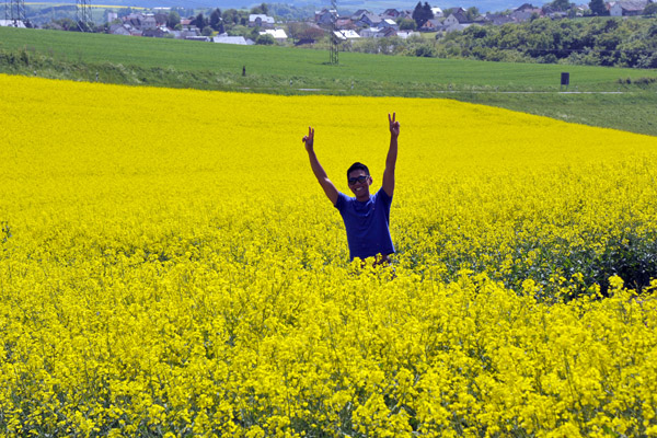 Rapeseed fields, Eifelkreis Bitburg-Prm