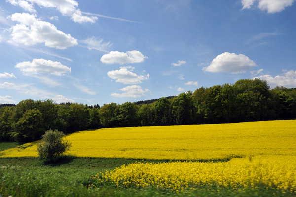 Rapsfelder, Eifelkreis Bitburg-Prm