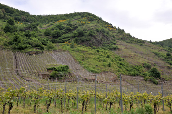 The Mosel Valley is one of Germany's most famous wine regions