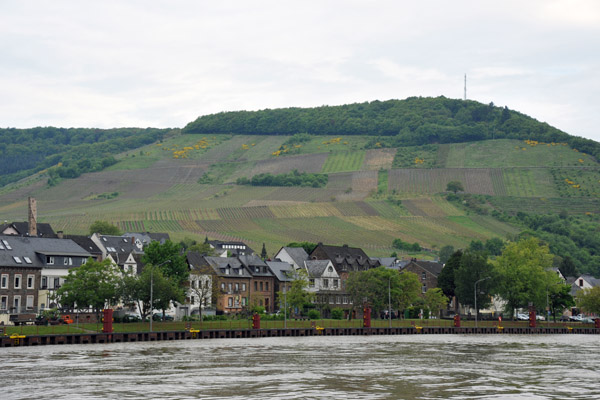 Vineyards covering the hillsides along the Mosel River